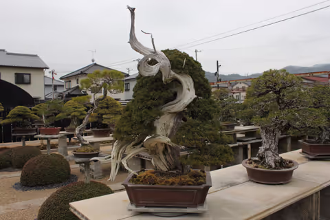 Takamatsu: Immersive Bonsai Experience with Local Growers