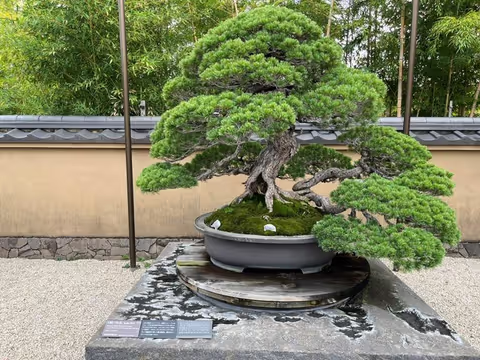 Bonsai Museum and village Half-Day Tour