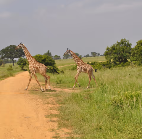 Nairobi National Park Day Trip Tour