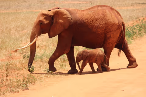 5 Days Amboseli, Tsavo West,Tsavo East National Park Tour