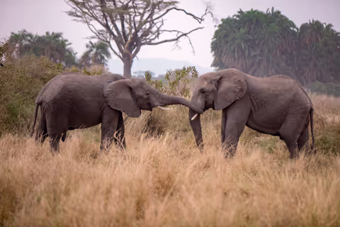3 Days Private Budget Safari Tour in Tanzania