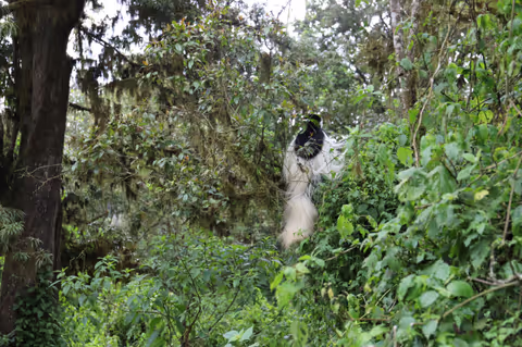 Kilimanjaro - A full Day Trip from Moshi to Mandara Hut 2700