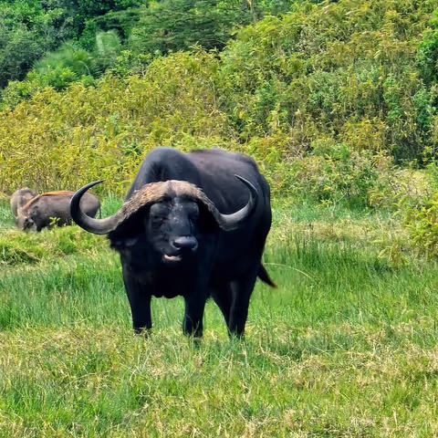 TARANGIRE NATIONAL PARK DAY SAFARI – WILDLIFE, ELEPHANTS & BAOBAB TREES