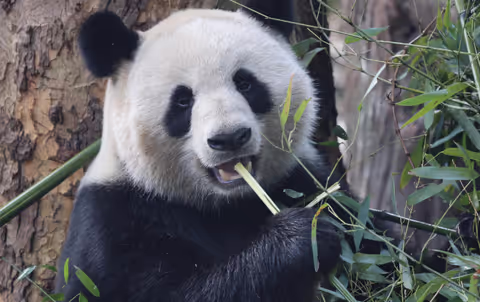 Chengdu Panda & Cultural Highlights: Private Car Tour