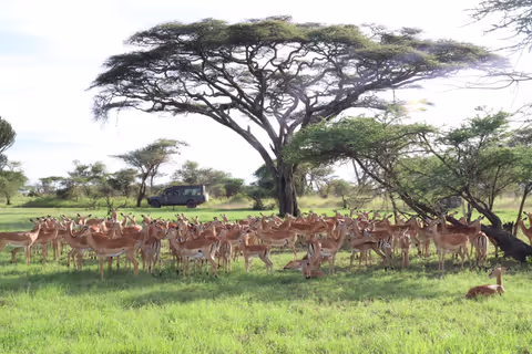 2-DAYS SAFARI TARANGIRE & NGORONGORO CRATER SAFARI – WILDLIFE, BIG GAME & SCENIC LANDSCAPES