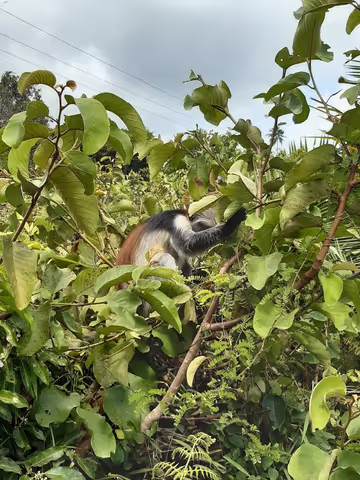 Jozani Forest Walking Tour : Red Colobus Monkey Adventure