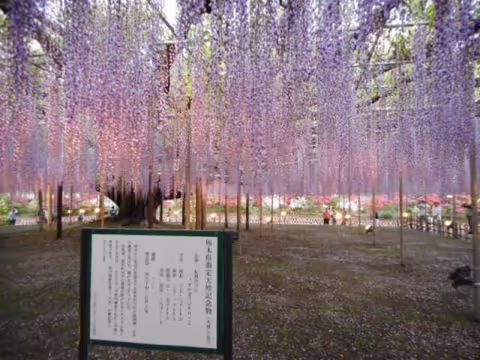 A day trip to Ashikaga Flower Park from Tokyo/Omiya area