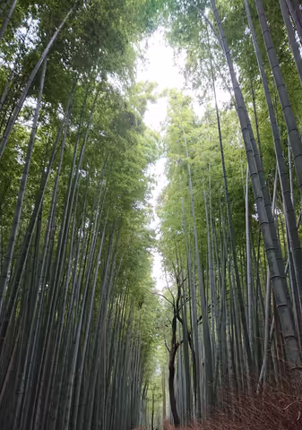 Very Special 1day Kyoto Tour just  for You