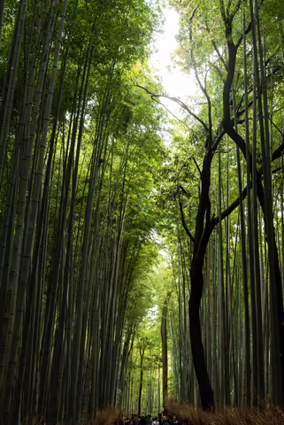 Arashiyama Highlights: Full-Day Guided Sightseeing Tour