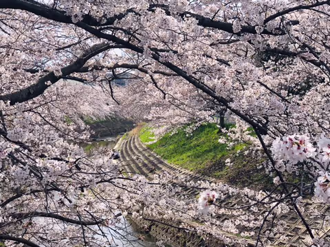 One day tour in Kyoto (Arashiyama area)