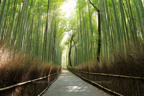 Let's enjoy your Half-day Kyoto Tour!