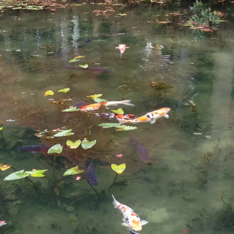 Monet's Pond, Knife‒city Seki & Washi‒hometown Mino