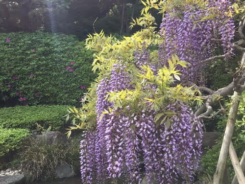 Kamakura Flower Tour