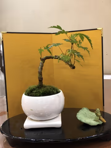 Bonsai Garden Tour