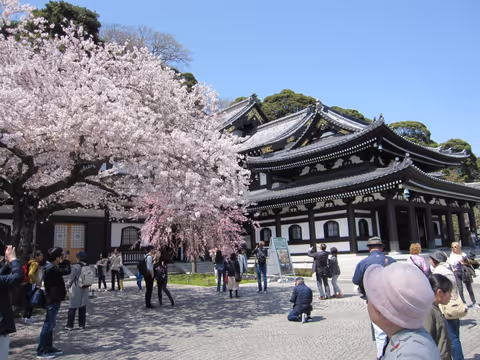 Kamakura Hanami Tour