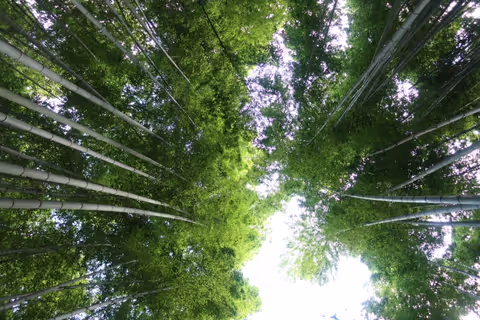 Early Bird Tour Western Kyoto including Bamboo Forest and Kinkakuji Kinkakuji