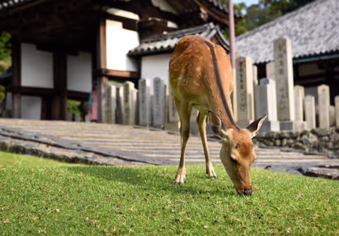 Arashiyama & Nara Highlights: One-Day Private Tour Adventure