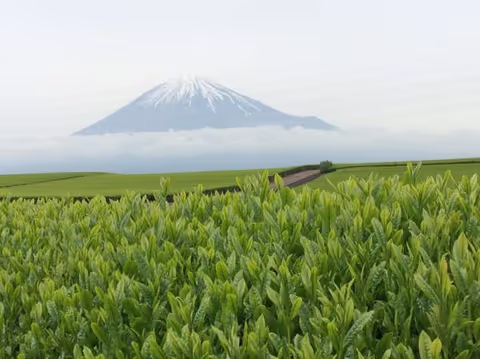 Tea Farm Visit in Fuji Area