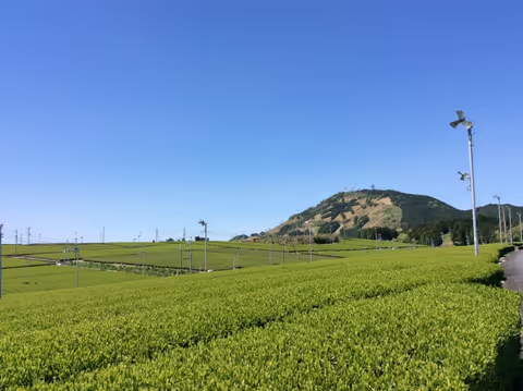 Visit Tea Fields Cultivated by Samurai