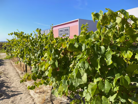 Lisbon´s Fernão Pó Area Wine Tasting Private Tour