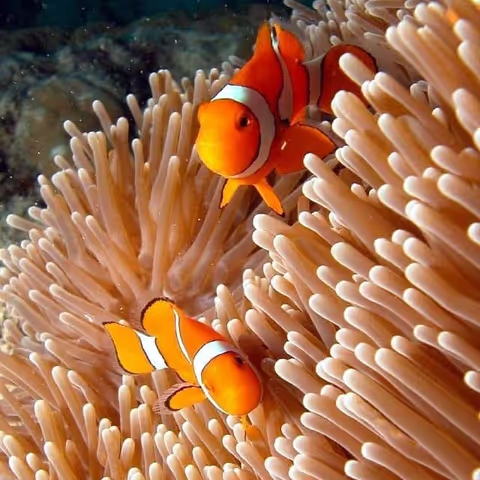 Dive or Snorkel around Menjangan Island