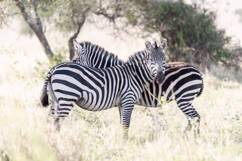 Tanzania Budget Safaris, full day in Arusha National Park