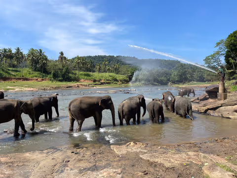 Explore Kandy City & Pinnawala Elephant Orphanage
