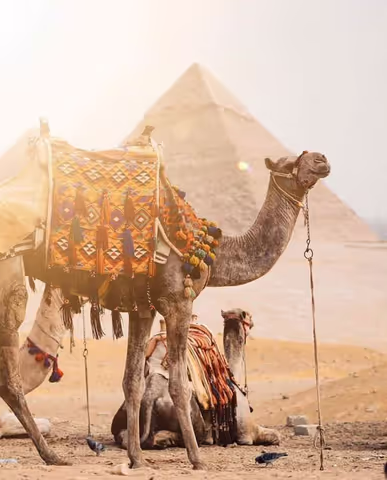  Horse or Camel Ride At Giza Pyramids At Sunset