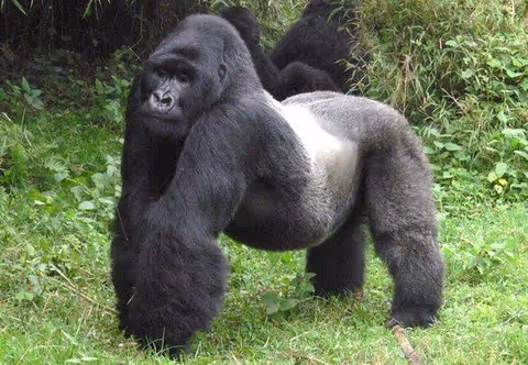 4 Days Gorillas trekking and Lake Bunyonyi safari