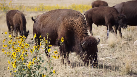 Great Salt Lake, Antelope Island, Golden Spike full-day tour
