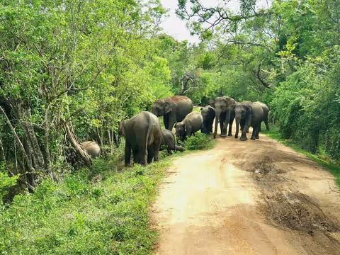 Transfer from Kandy to Yala 