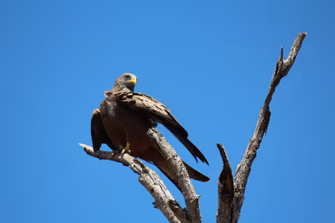 Kruger National Park @The BIG 5