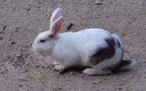 Rabbit Island