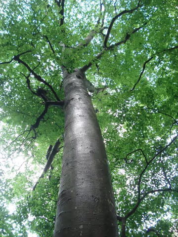 Nasu Heisei-no-mori Forest walk and Nasu Highland 