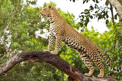 3 days Wildlife Safari in Maasai Mara