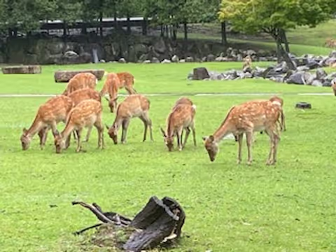One Day Tour in the UNESCO World Heritage Site in Nara