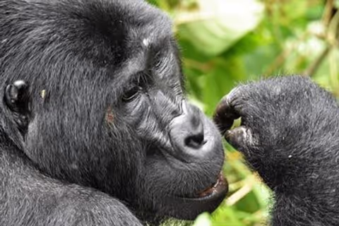 3-Day Budget Gorilla Trekking Experience via Kigali