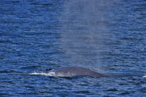 Whale Watching Tour in Mirissa - From Galle 