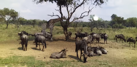 Pilanesburg full day Safari tour 