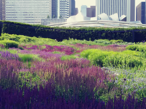 Chicago Downtown "Loop" highlights walking tour