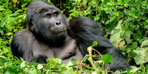 4 DAYS GORILLA TREKKING IN UGANDA