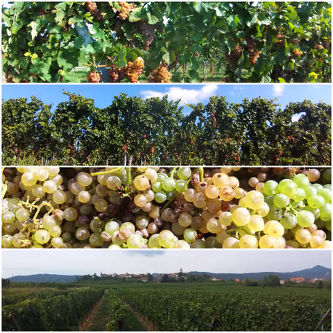 The wines of Riquewihr, Niedermorschwihr and Eguisheim.