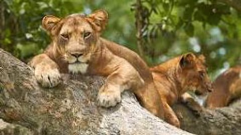 Murchison falls with Chimpanzee tracking in Kibale forest 