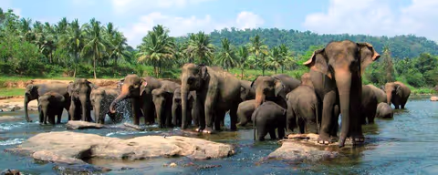 Colombo to Kandy day tour (by car) 