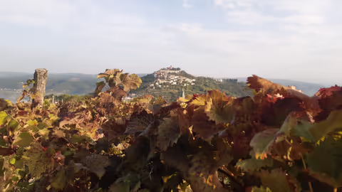 Istrian hilltop cities private tour
