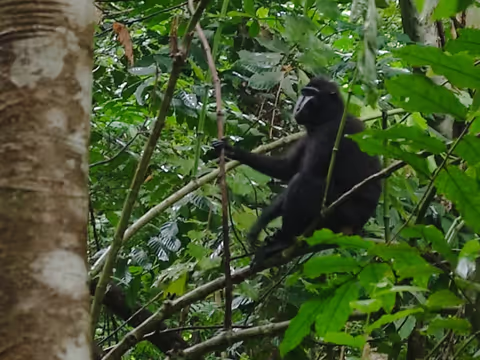 Endemic Sulawesi Animals in Tangkoko National Park