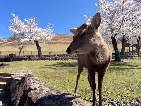 Temples et Sanctuaires à Nara : Visite Guidée d’une Journée