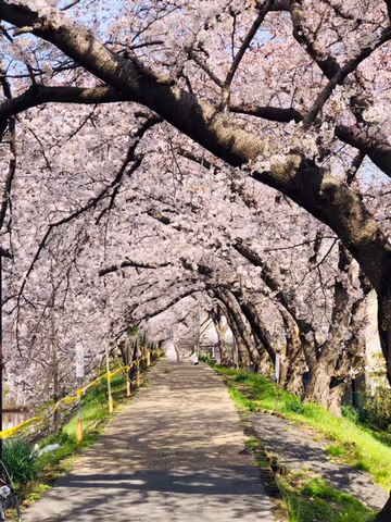 One day tour in Kyoto (Higashiyama area)
