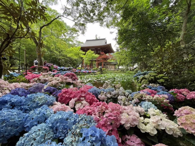 Mie Private Tour - Hydrangeas at Murouji Temple