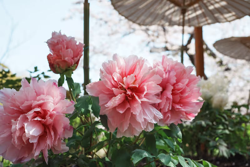 Kamakura Private Tour - Peony at Hachimangu (2025)